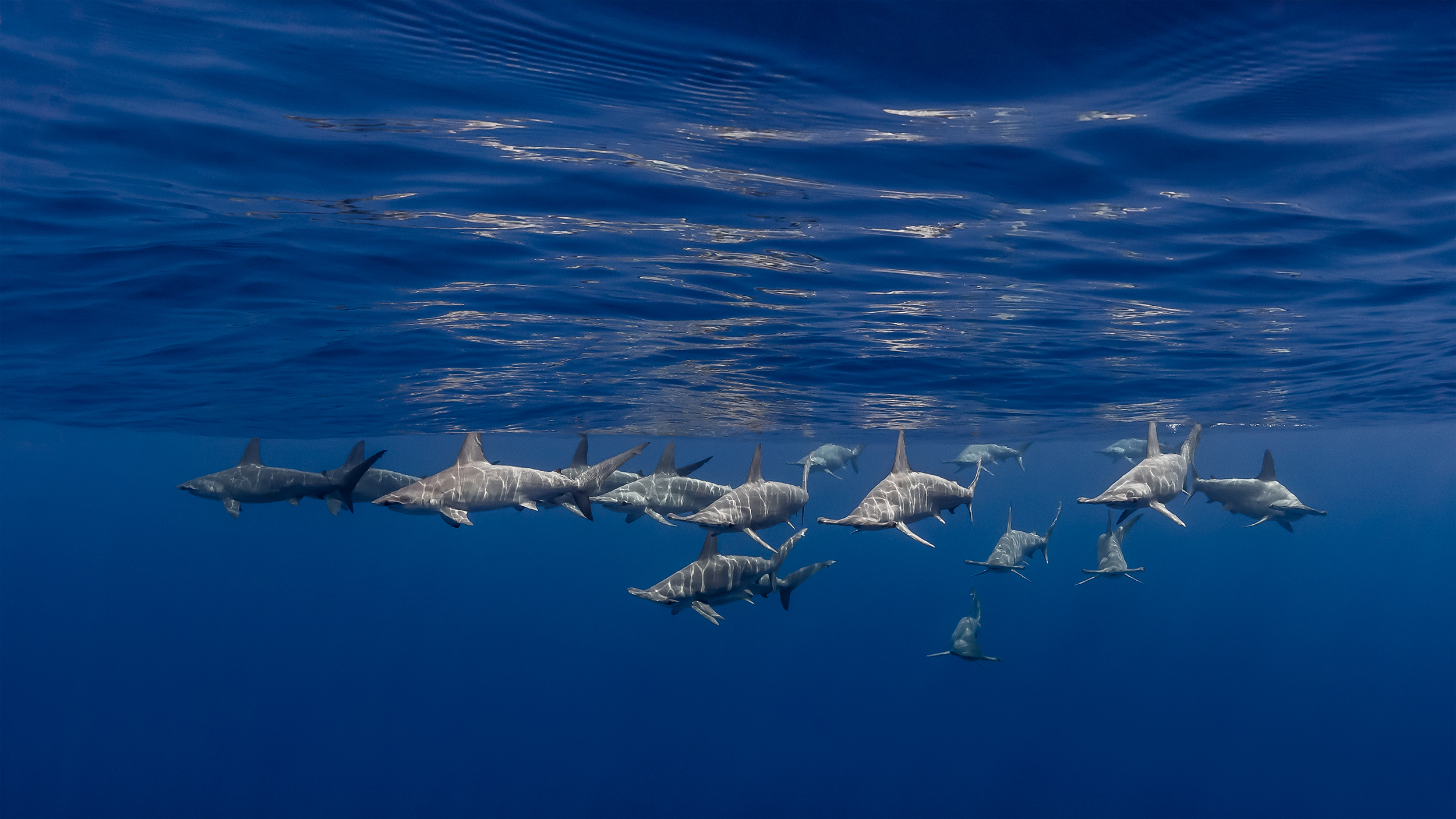 Kona Hawaii - approaching school of scalopped hammerheads, split