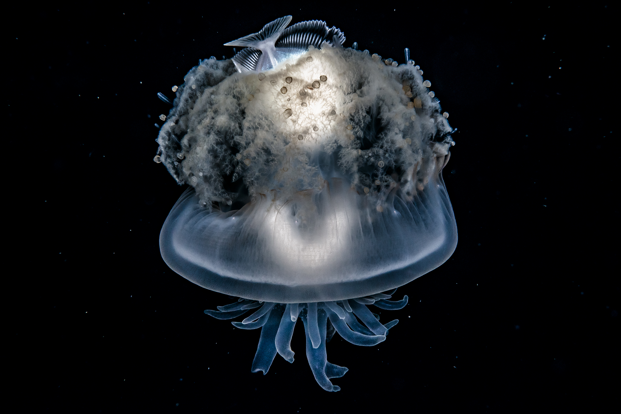 Kona blackwater - bluefin driftfish in crowned jellyfish