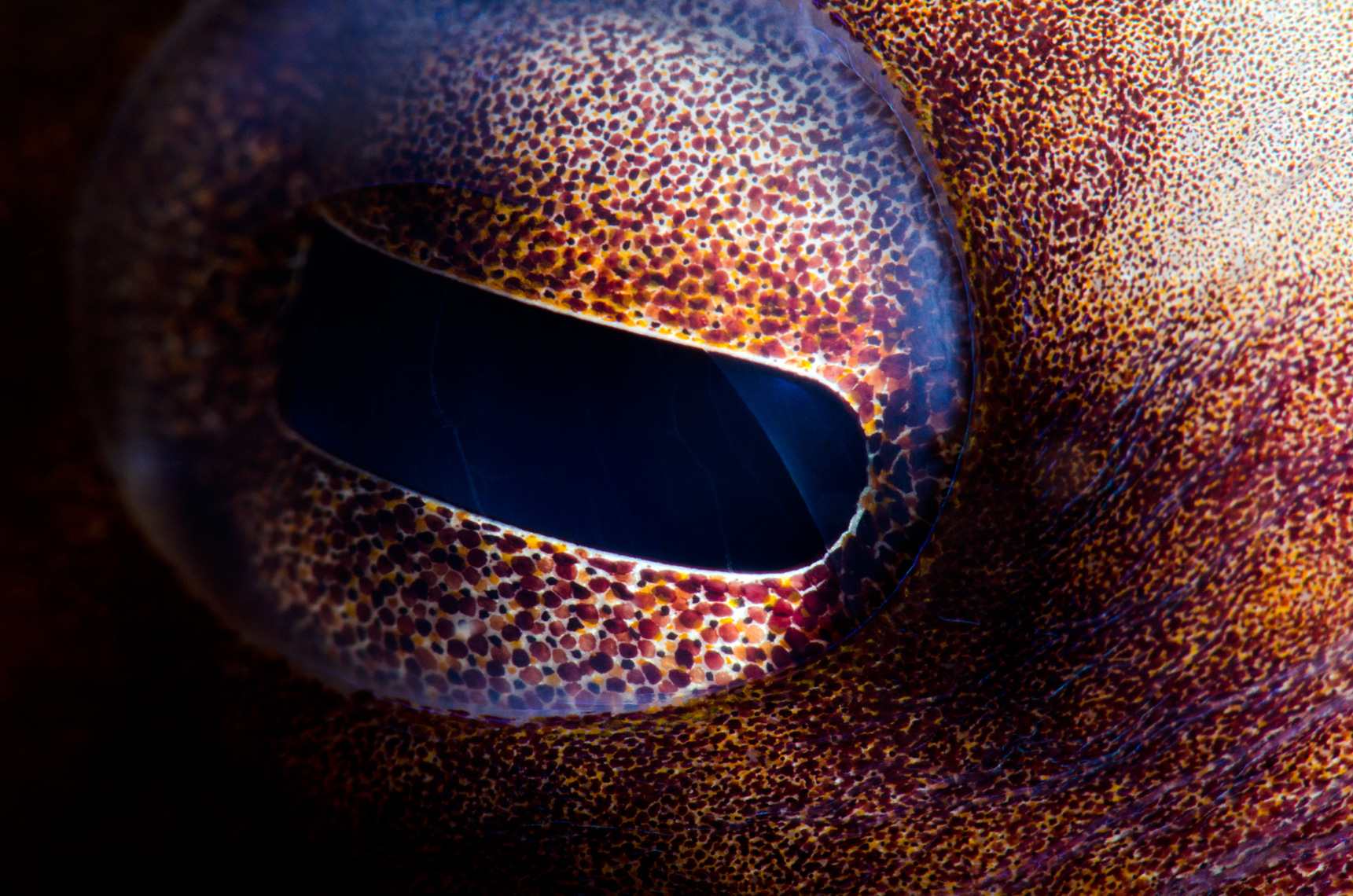Florida - common octopus eye detail close-up