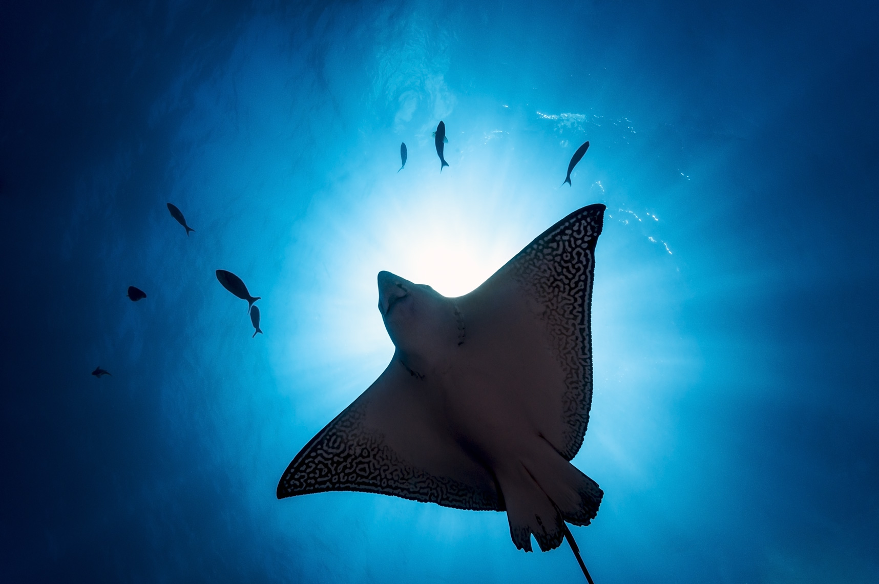 Galapagos - spotted eagle ray