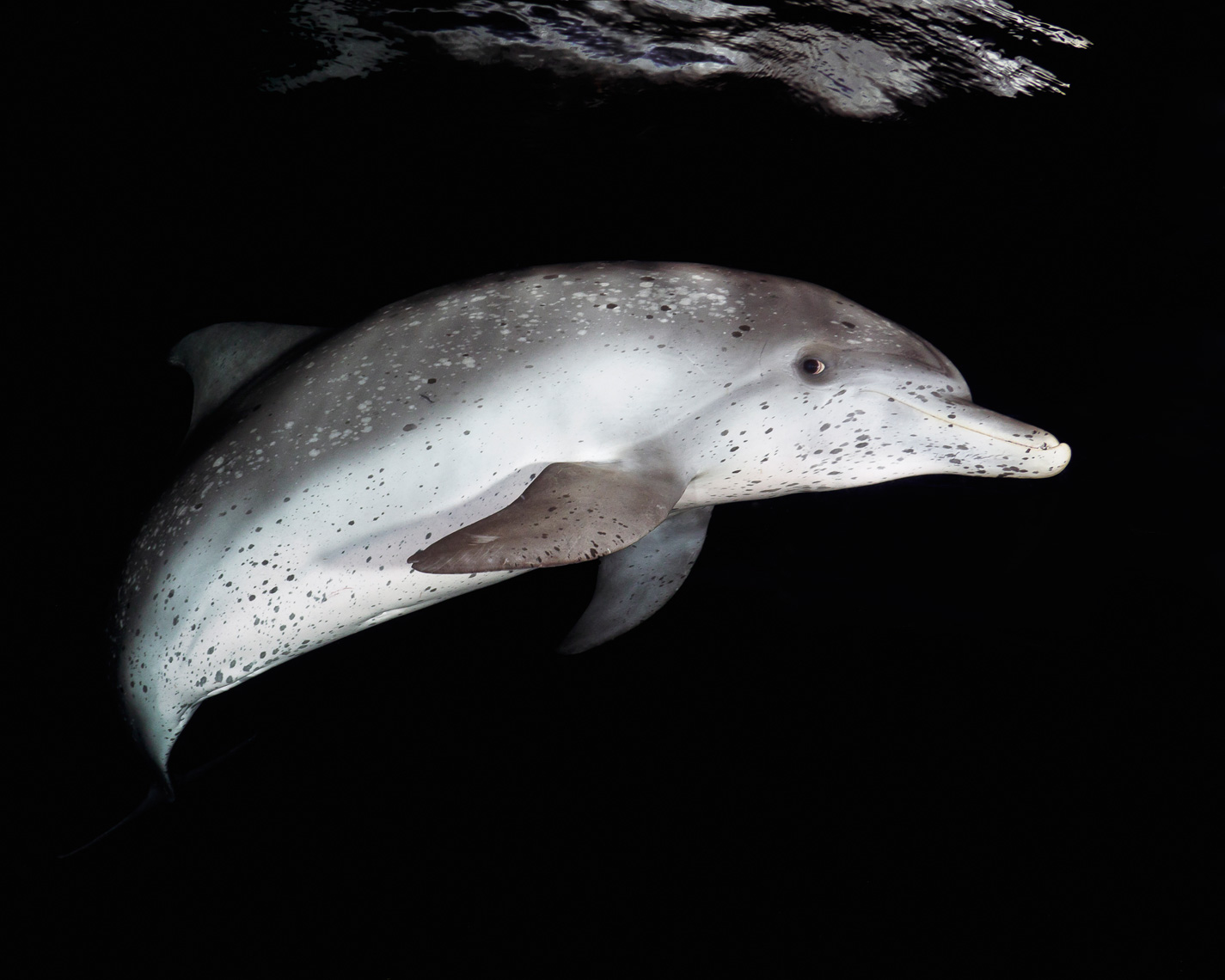 Bahamas - atlantic spotted dolphin at night