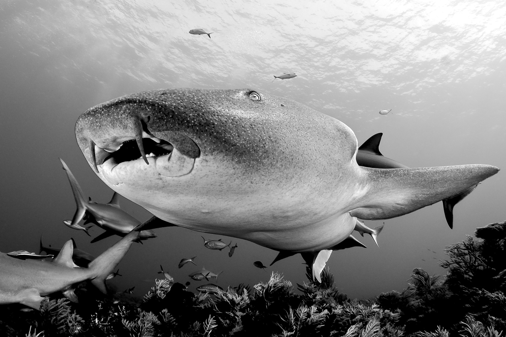 Tiger beach - nurse shark black and white