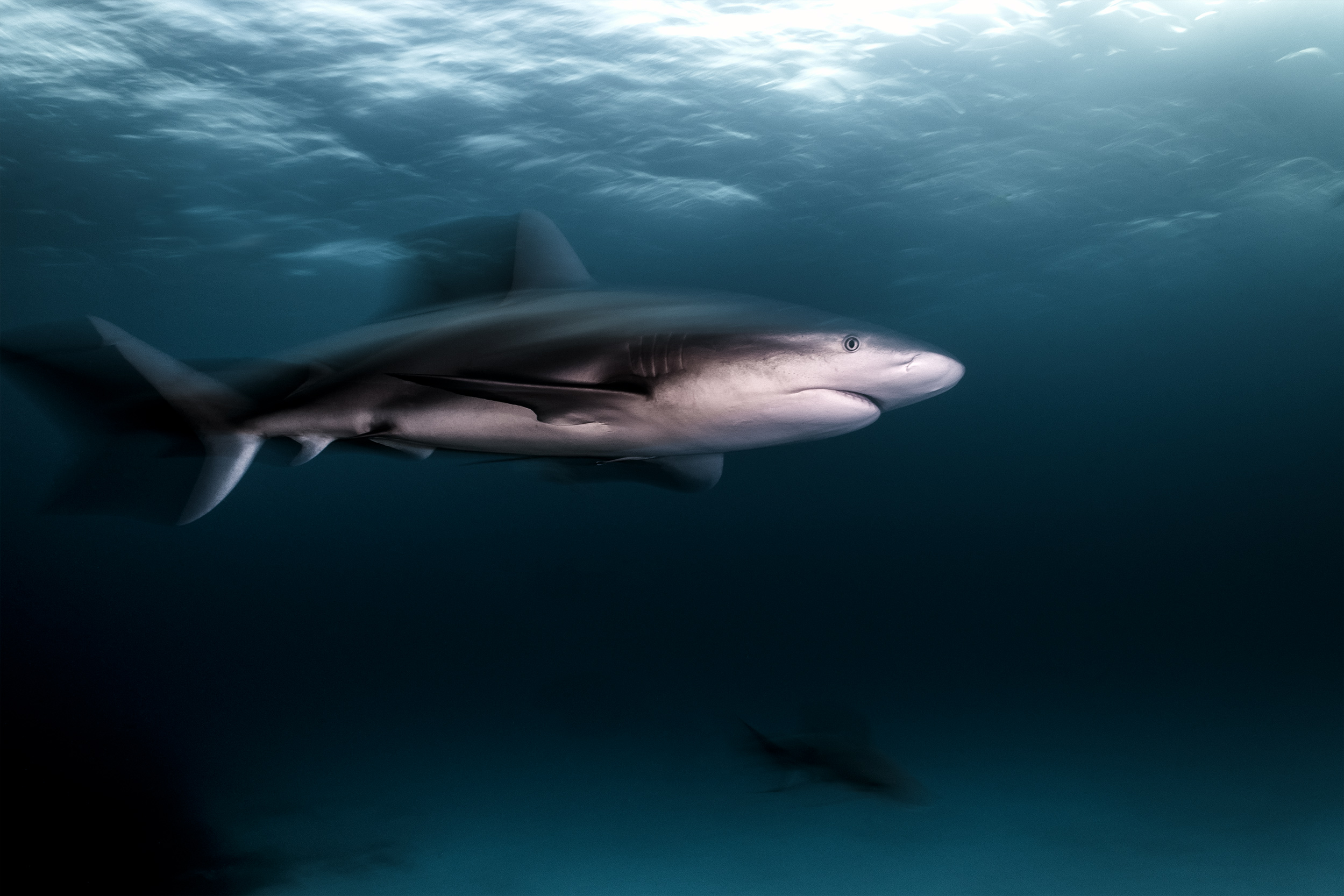 Tiger beach - caribbean reef shark / motion blur