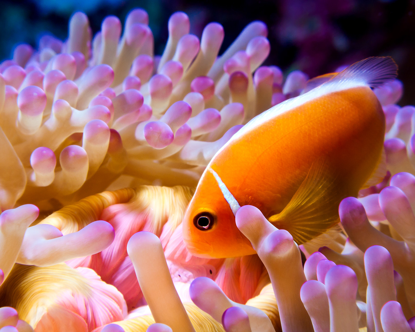 Pink anemonefish and anemone