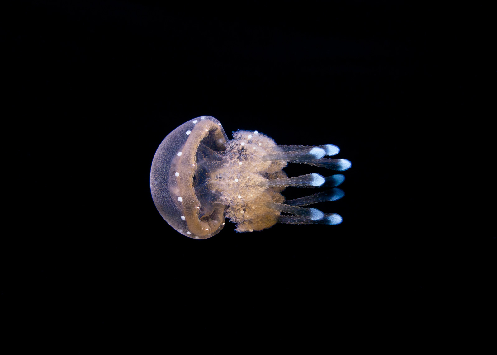 Jellyfish