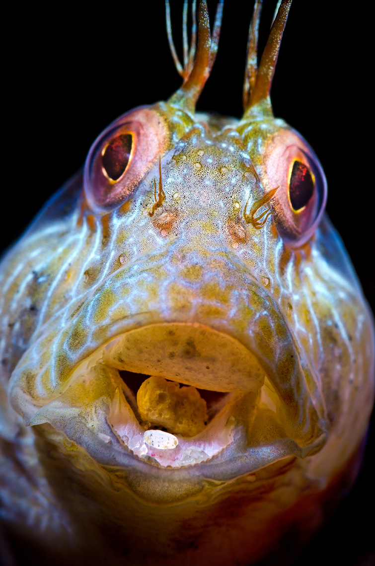 Seaweed blenny