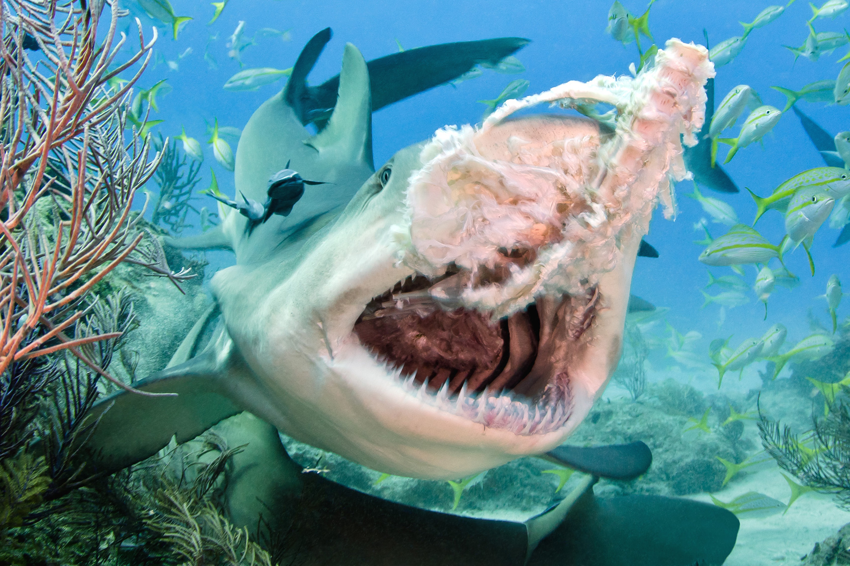 Tiger beach - lemon shark bait feeding