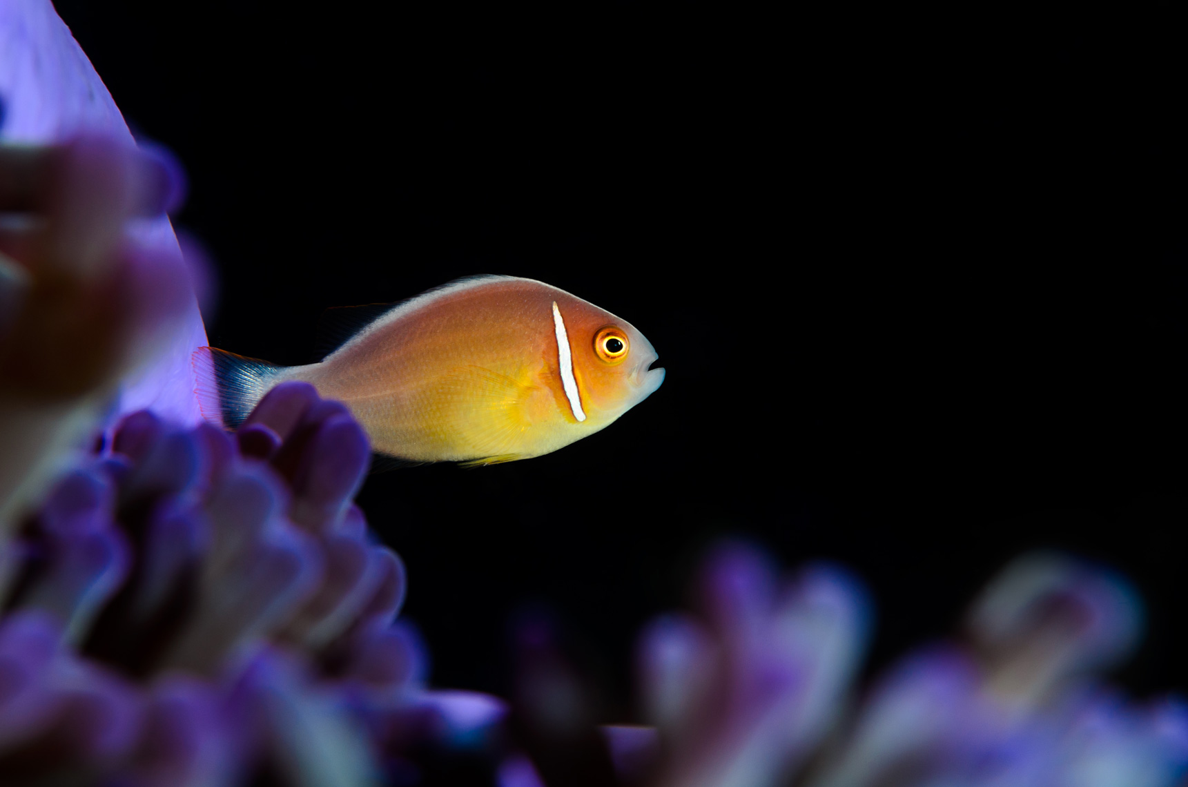 Pink skunk anemonefish