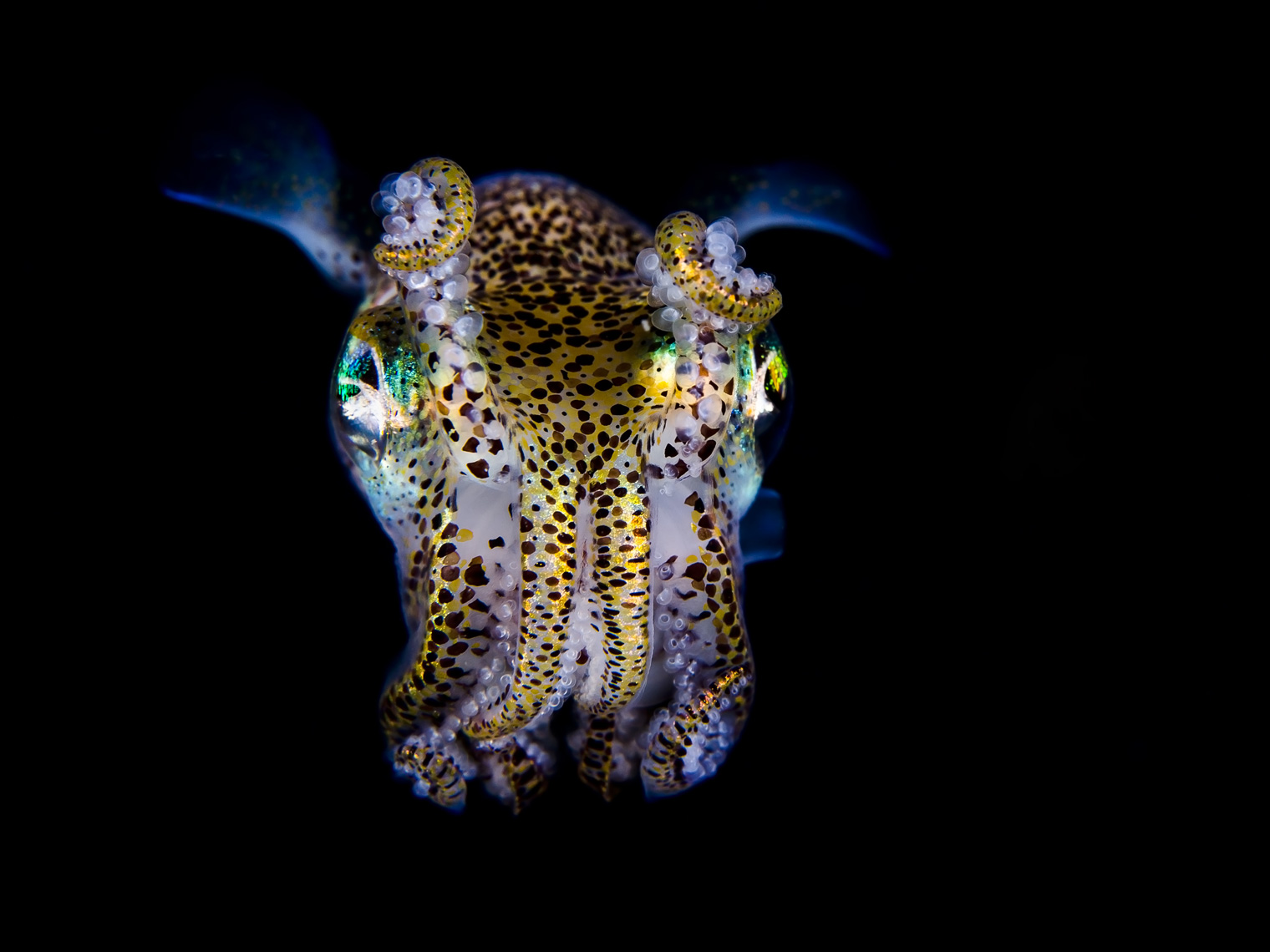 Anilao - bobtail squid at night