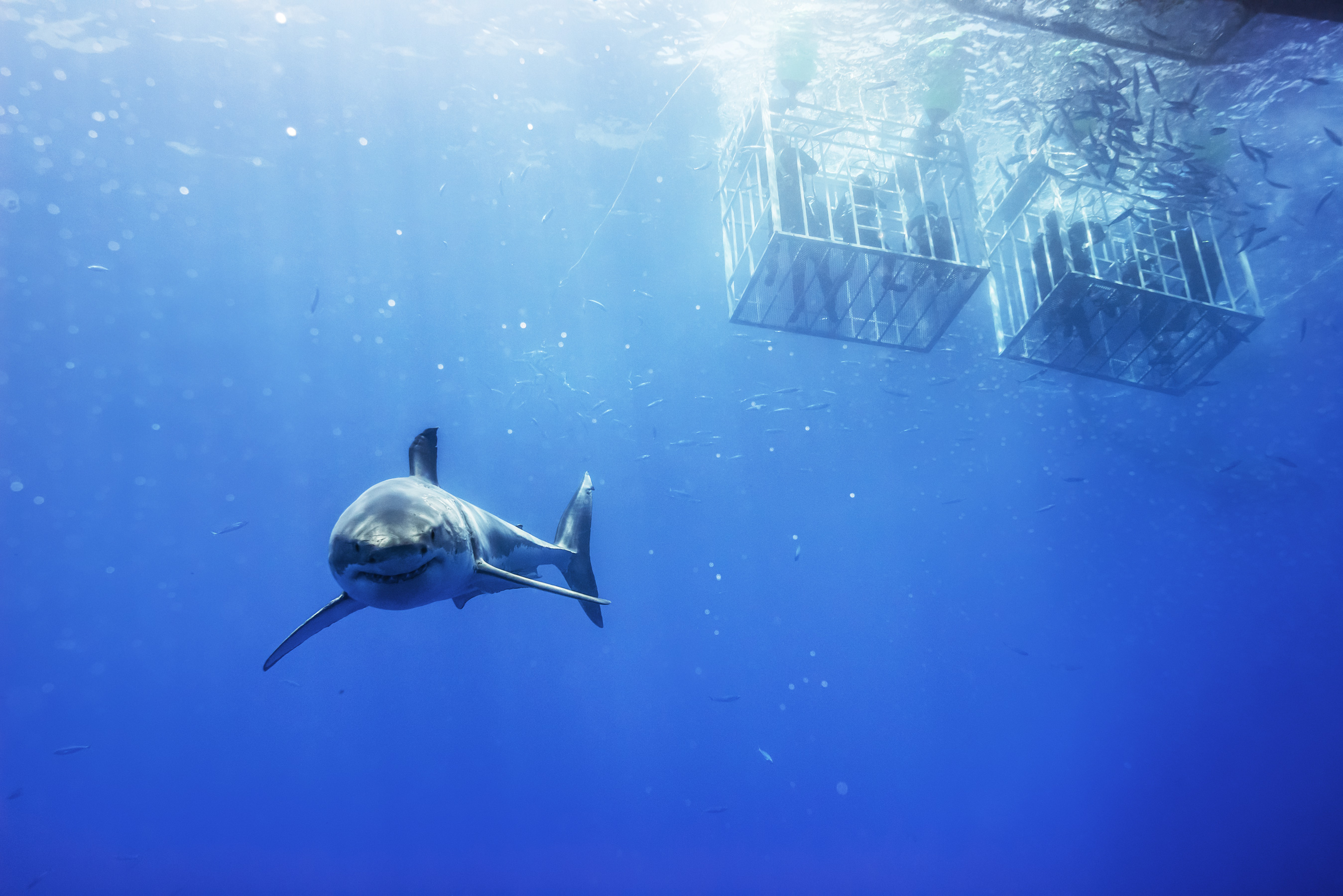 Galapagos - great white shark and cages