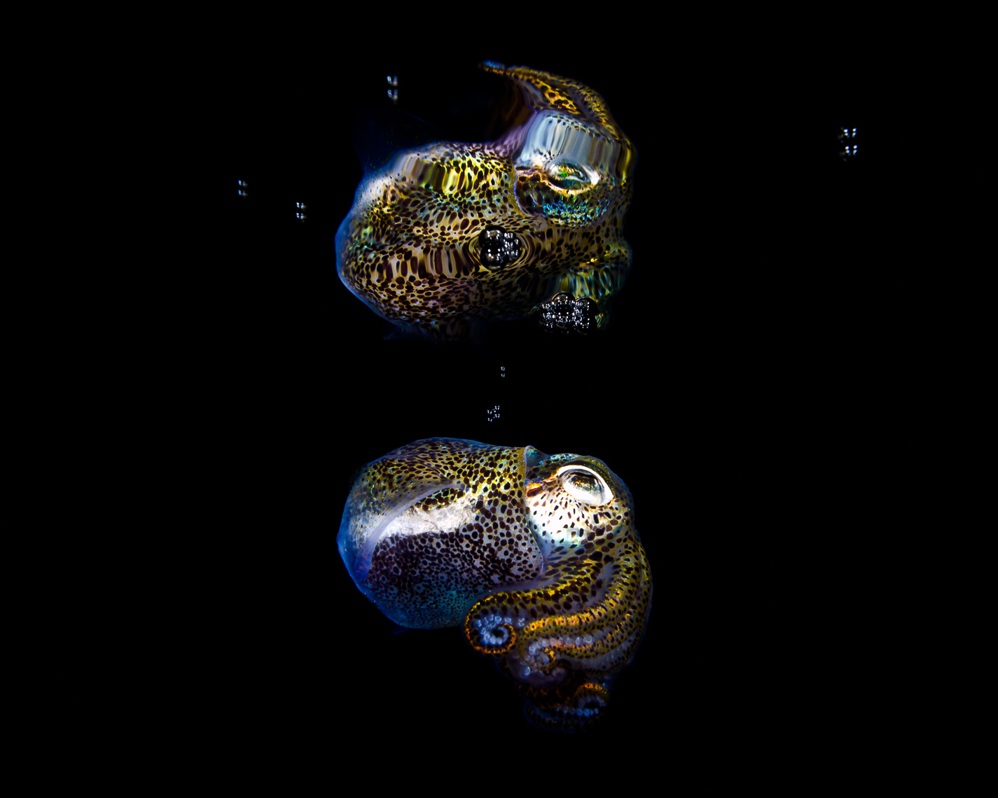 Anilao - bobtail squid surface reflection
