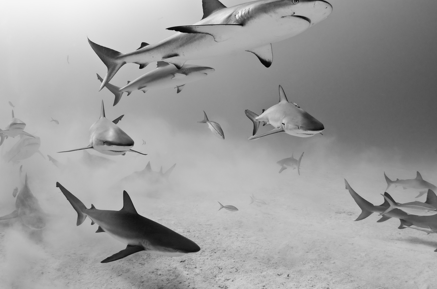 Tiger beach - caribbean reef sharks