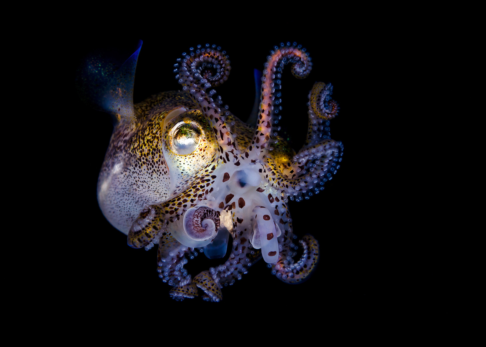 Anilao - bobtail squid posturing 3