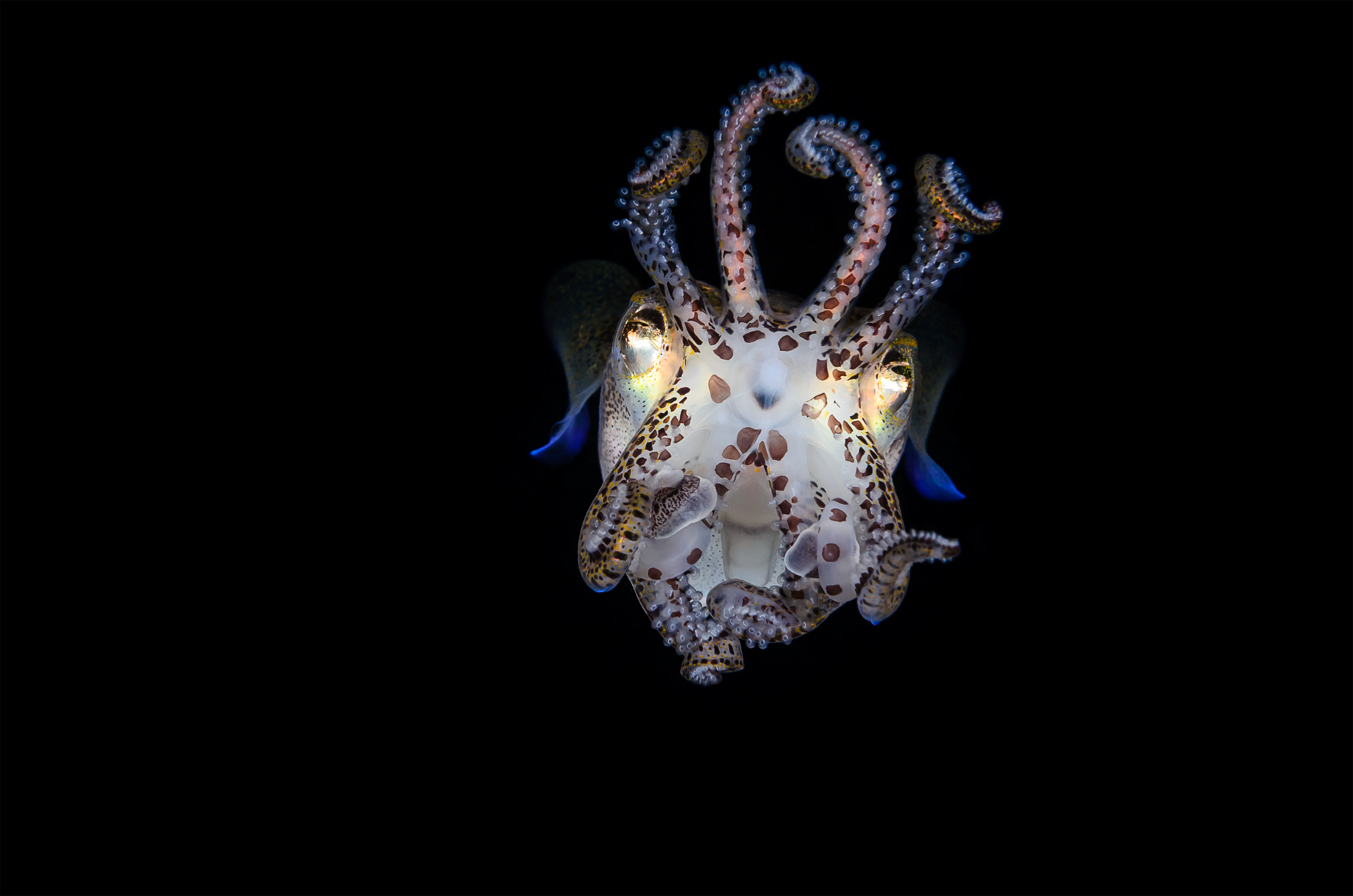 Anilao - bobtail squid posturing 4