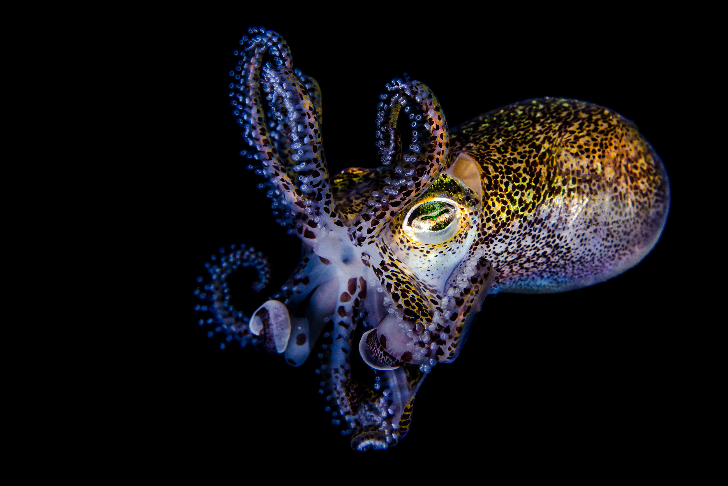 Anilao - bobtail squid posturing 2