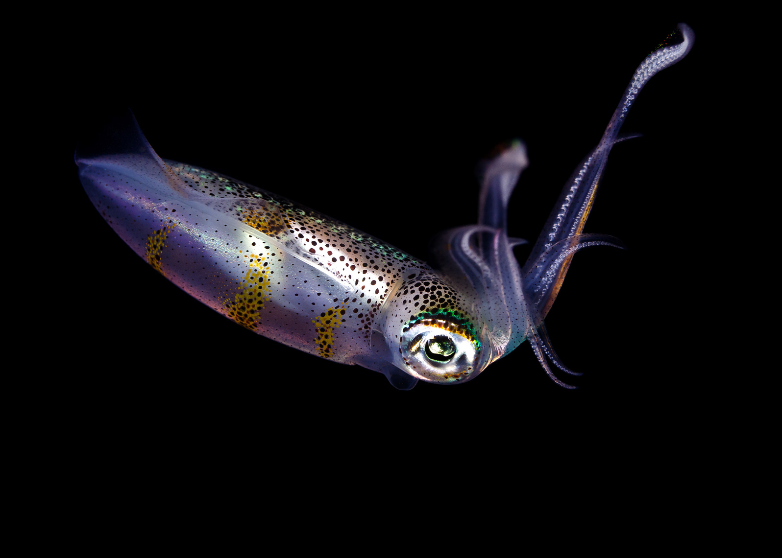 Anilao - bigfin reef squid