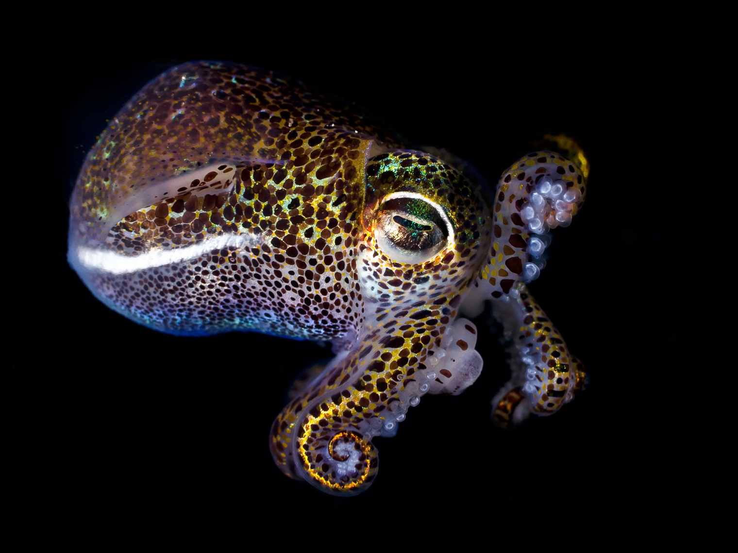 Anilao - bobtail squid posturing 5