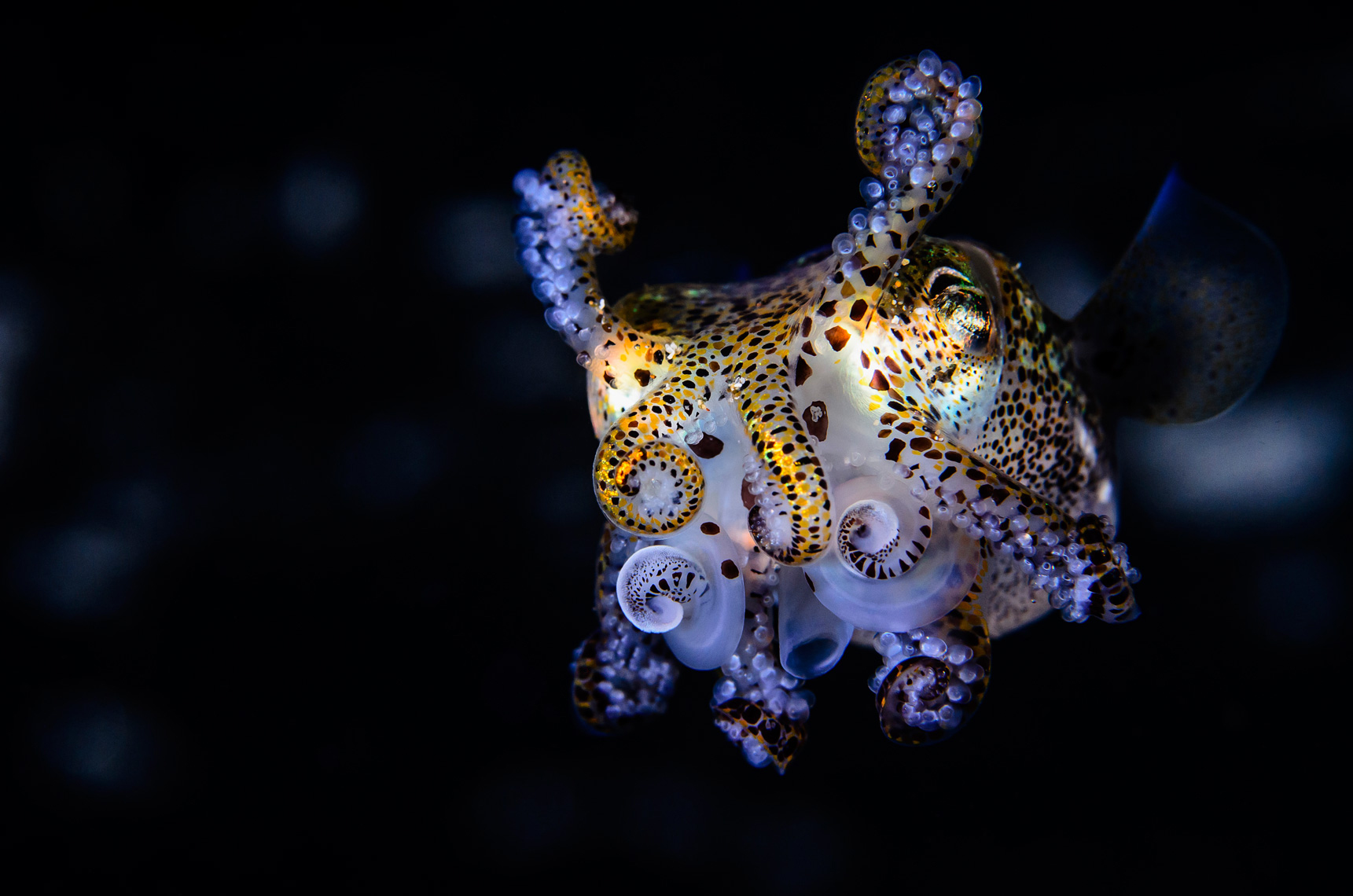 Anilao - bobtail squid posturing 6