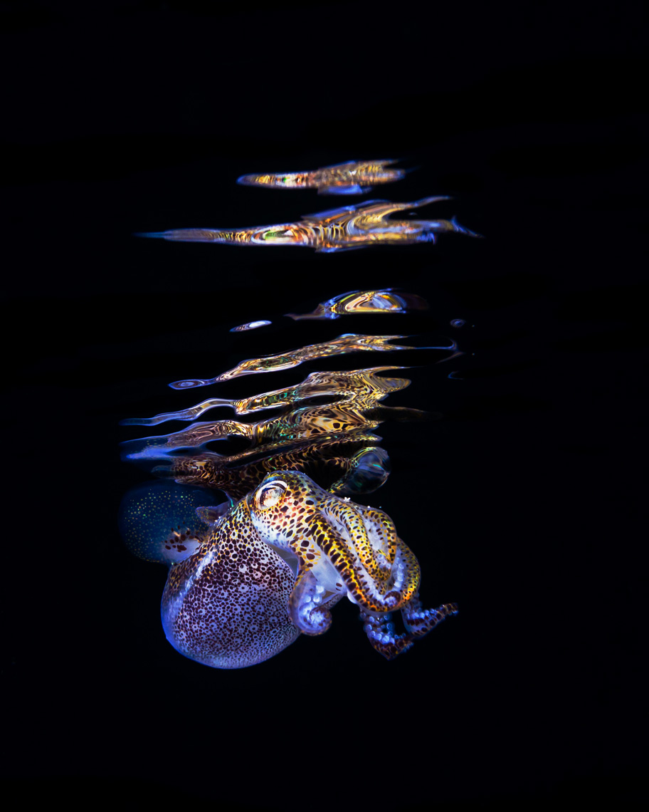 Anilao - bobtail squid and surface reflection