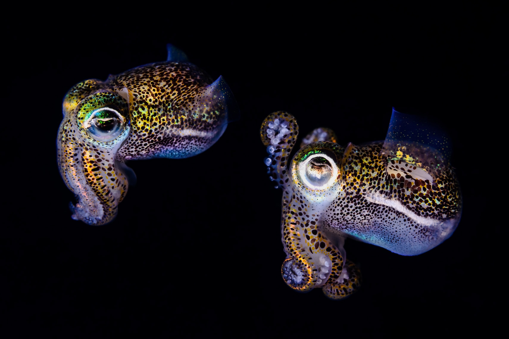 Anilao - bobtail squid double exposure