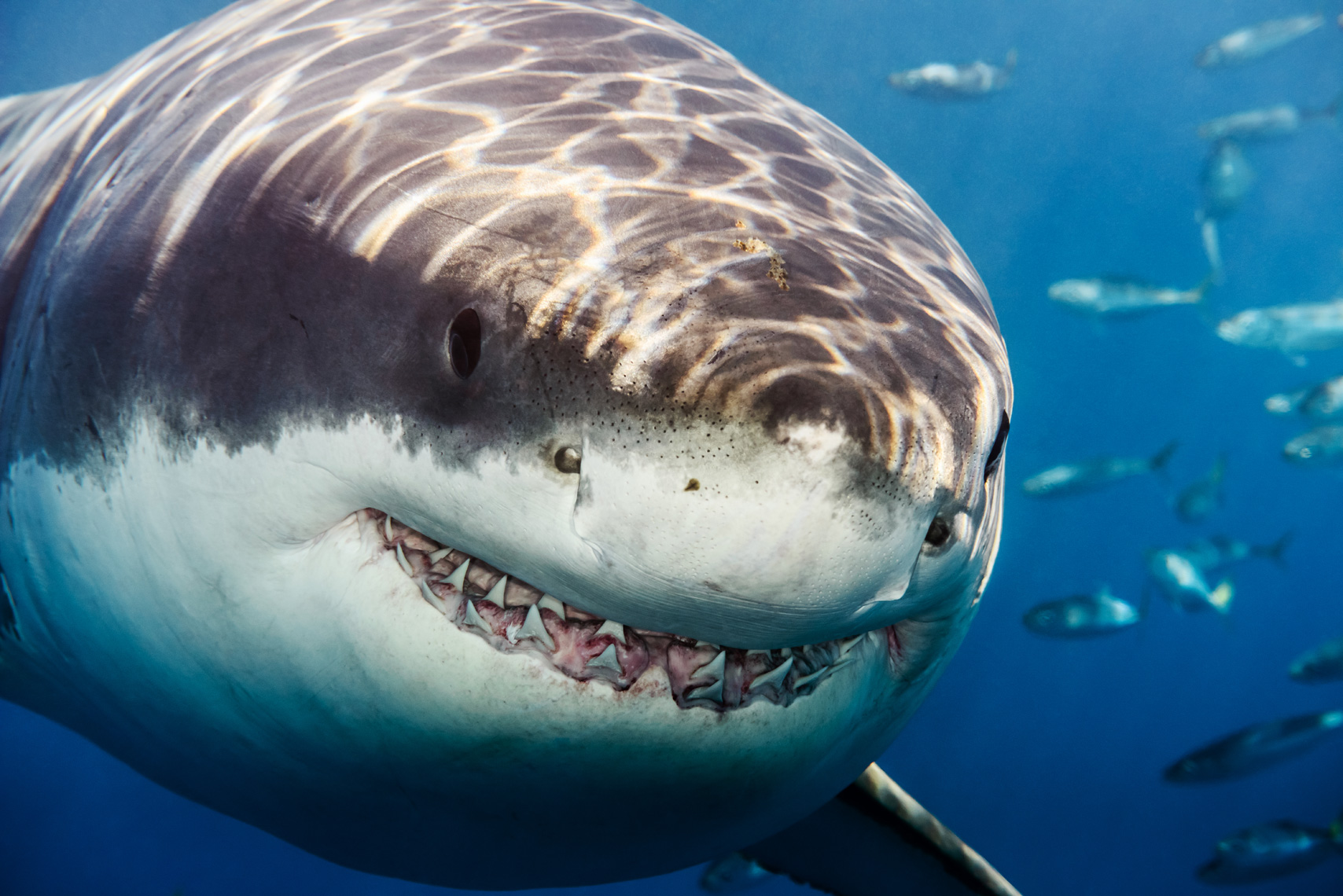 Guadalupe - great white shark close-up