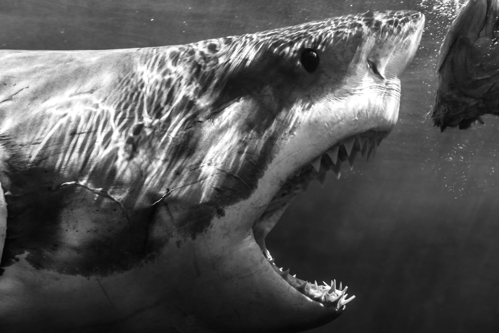 Guadalupe - Great white shark jaws close-up