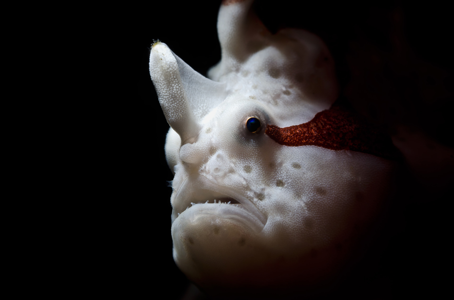 White clown frogfish