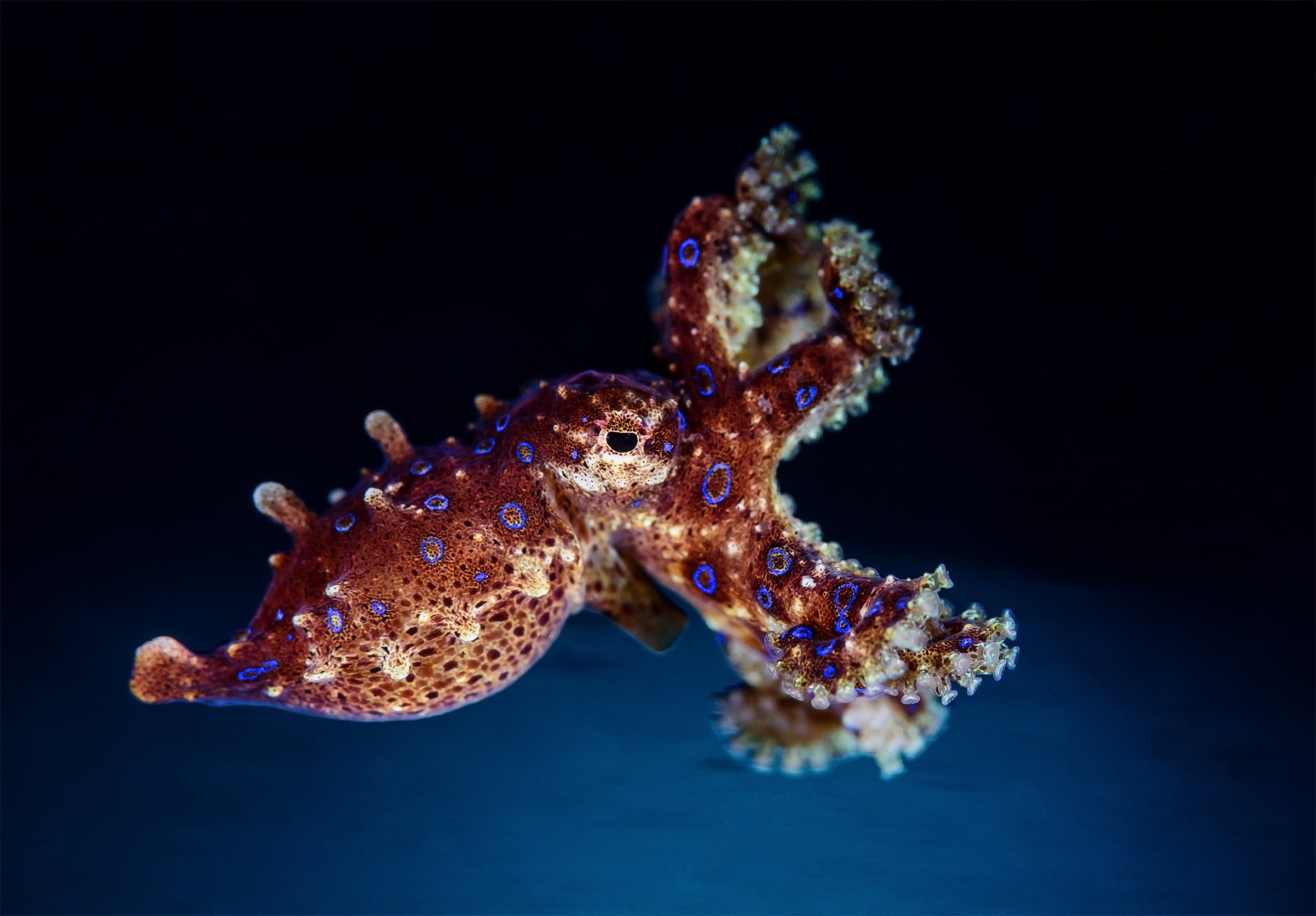 Lembh - greater blue-ringed octopus