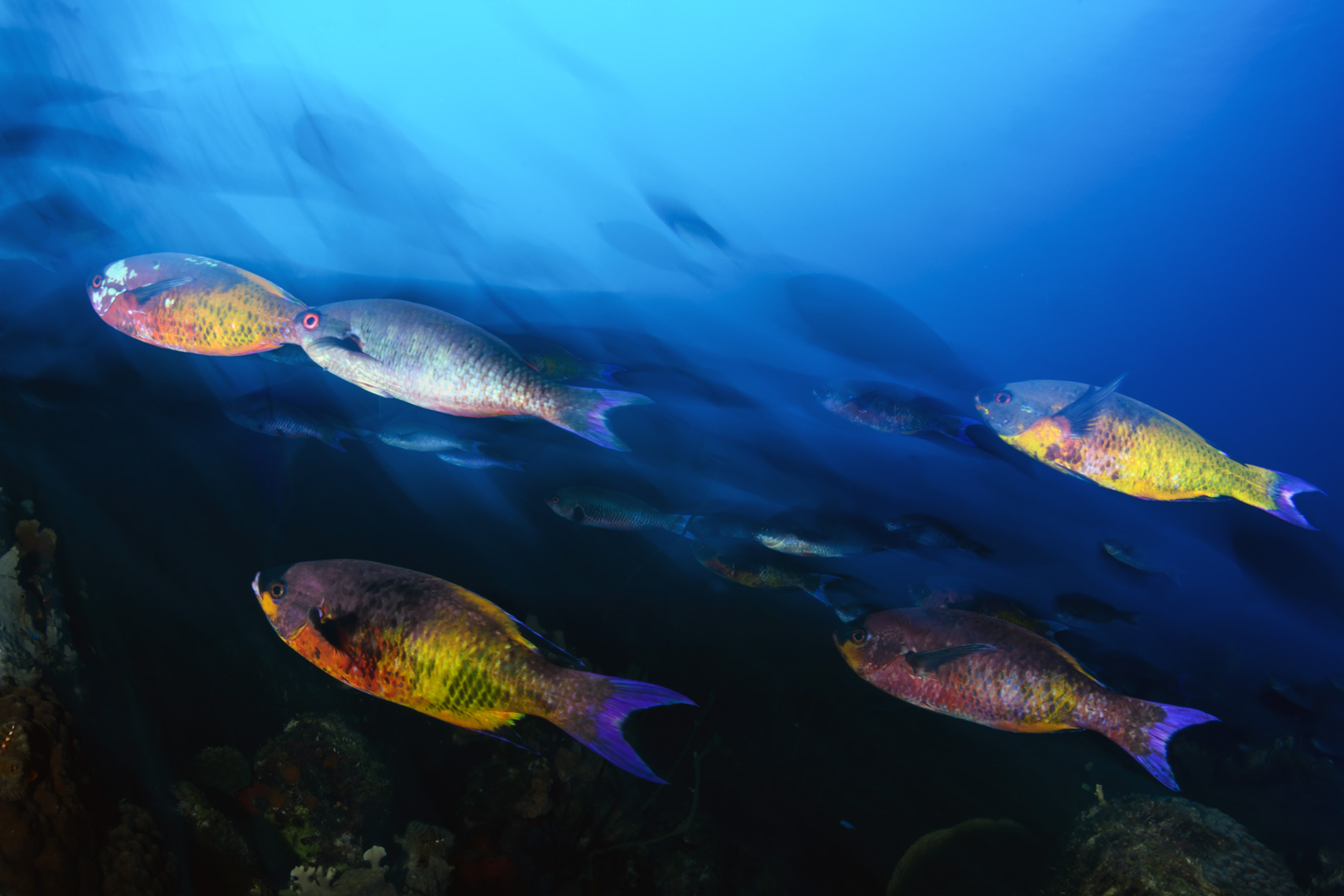 Creole Wrasse