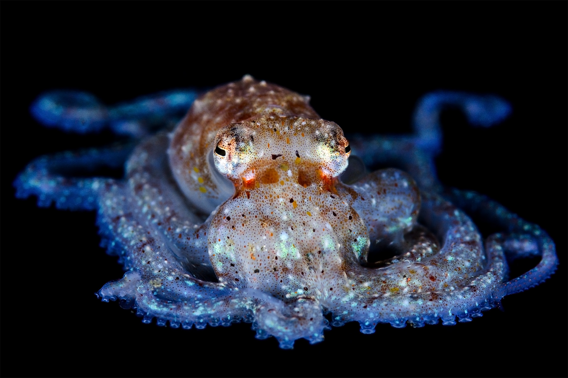 Lembeh - unidentified pelagic octopus (juvenile)