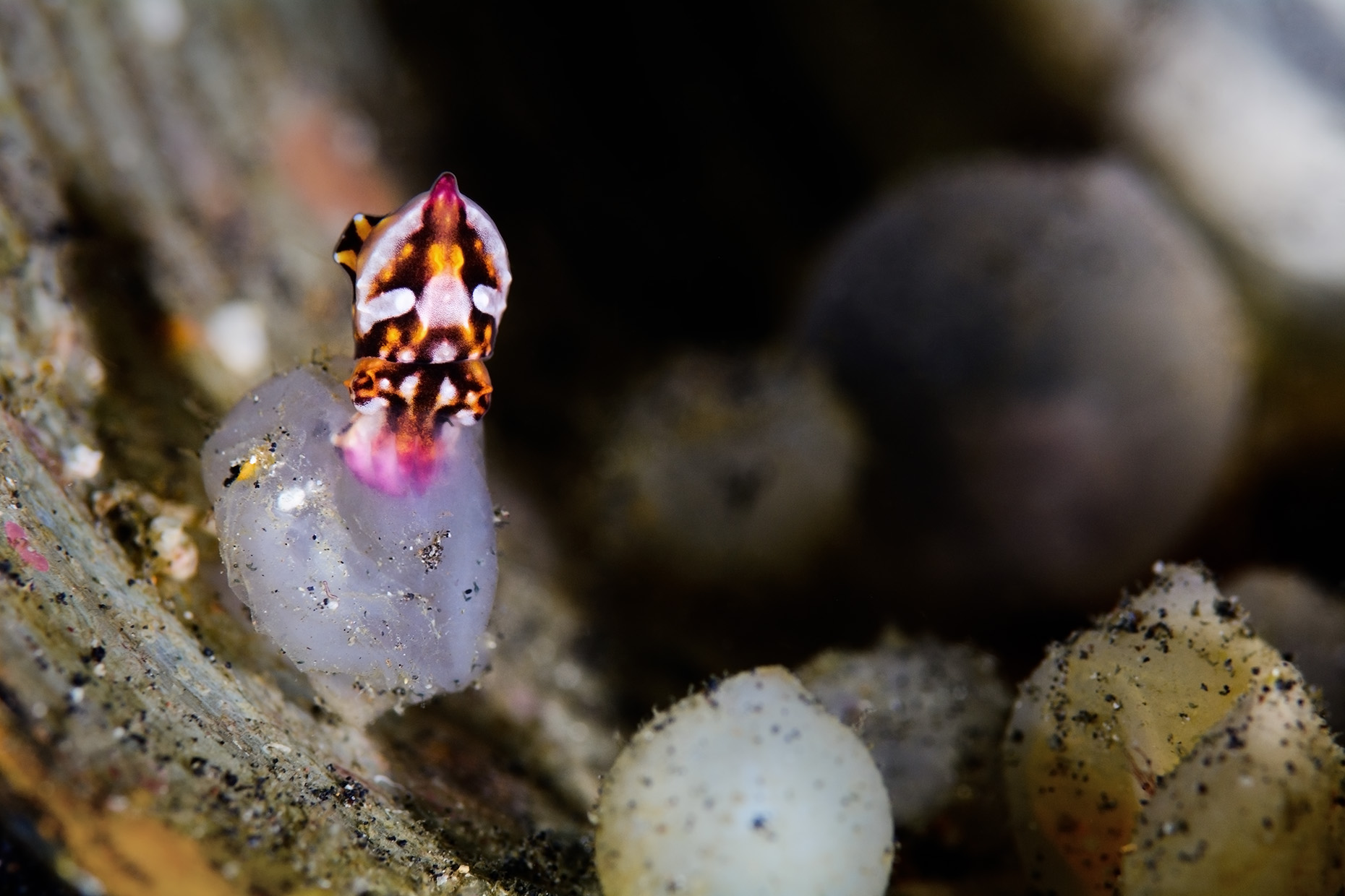 Lembeh - flamboyant cuttlefish hatching