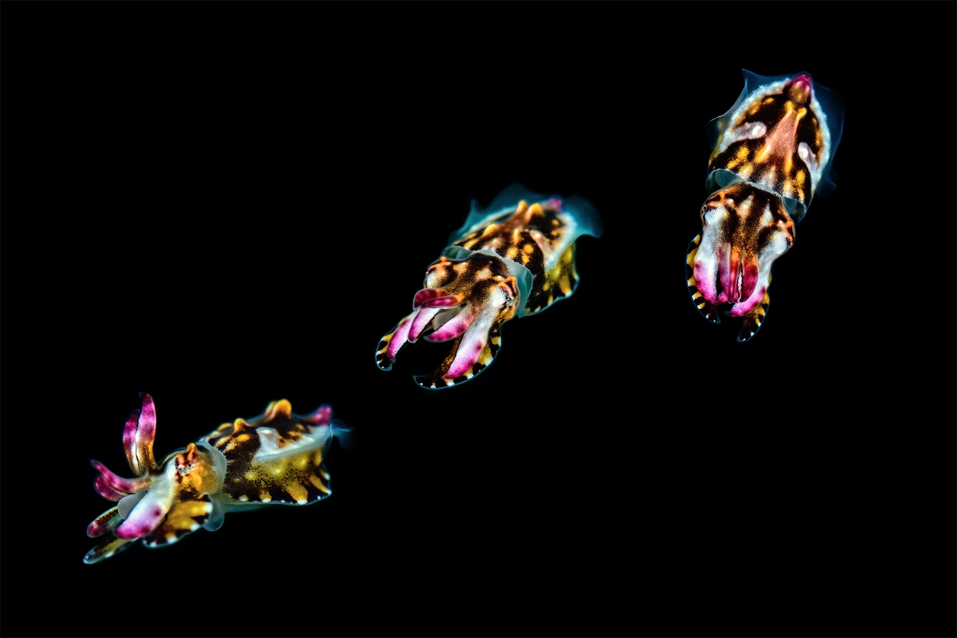 Lembeh - flamboyant cuttlefish hatchling composite