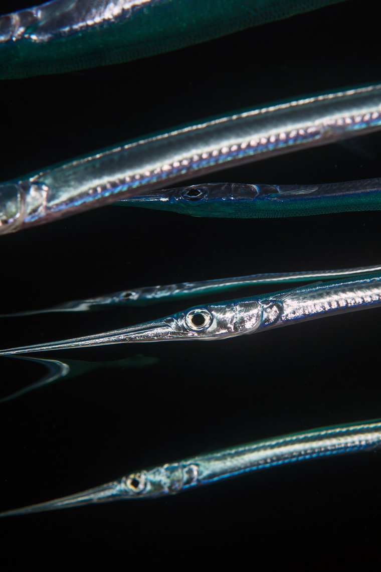 Needlefish and reflections