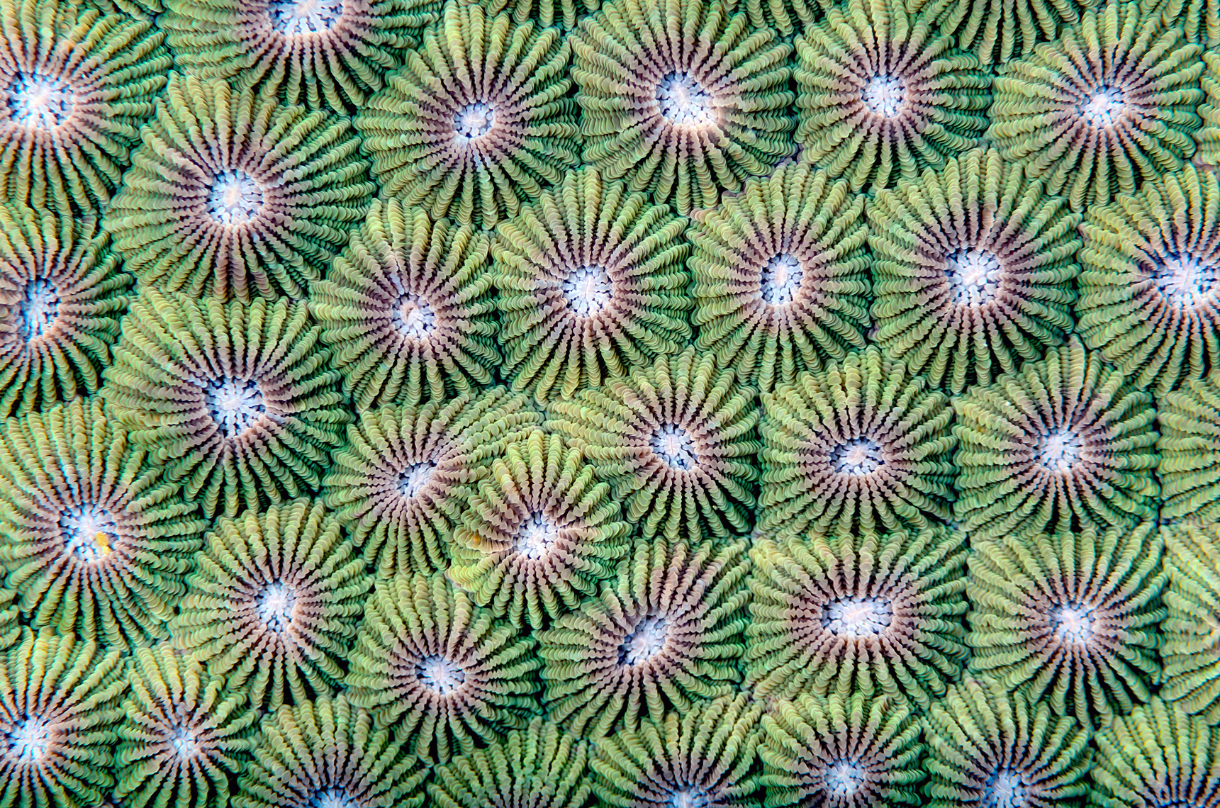 Green coral polyps