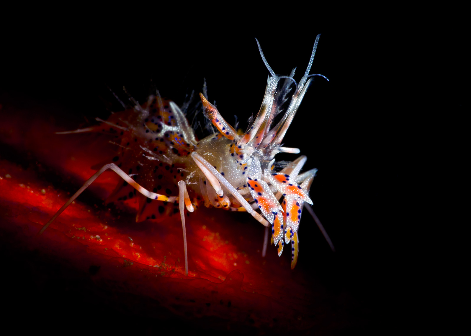 Spiny tiger shrimp