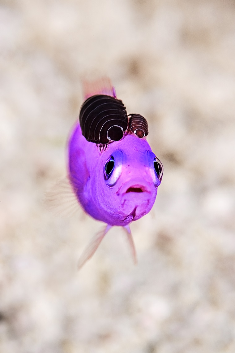 Magenta dottyback with parasites