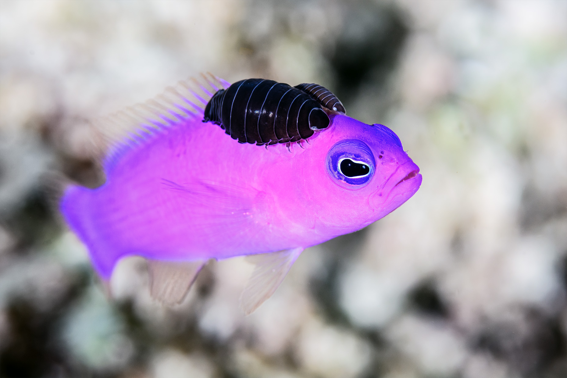 Magenta dottyback with parasites