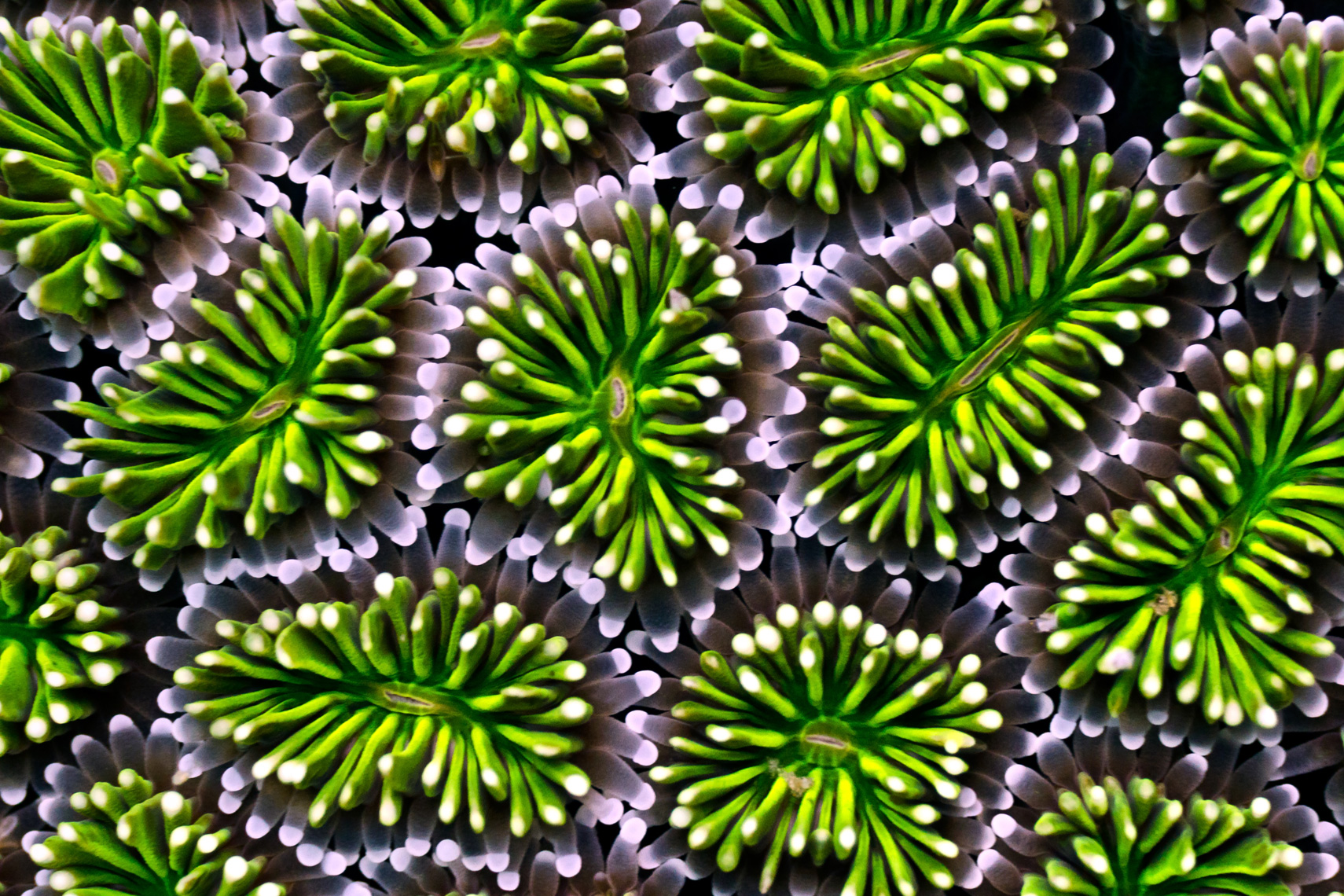Green coral polyps