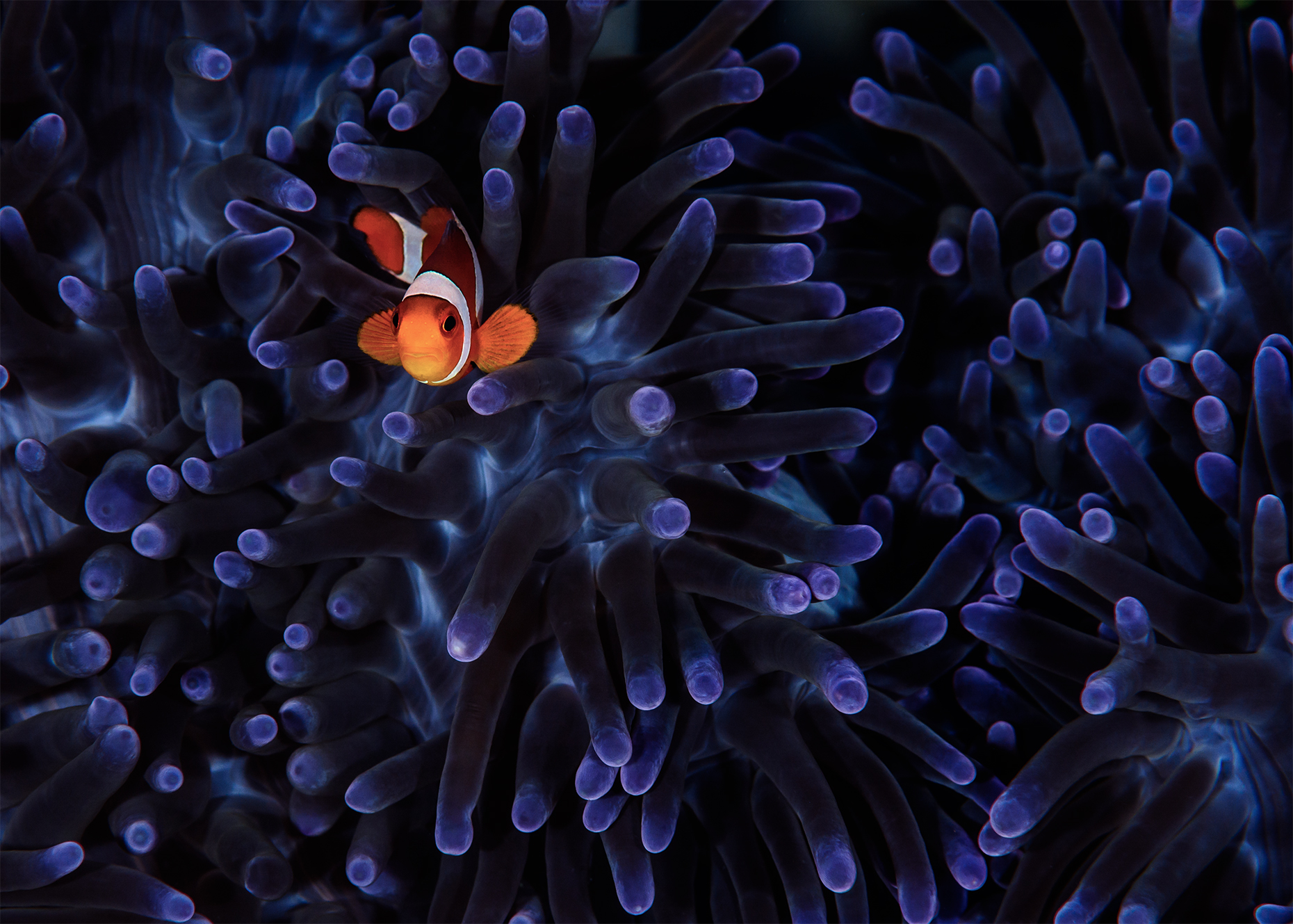Juvenile Ocellaris clownfish
