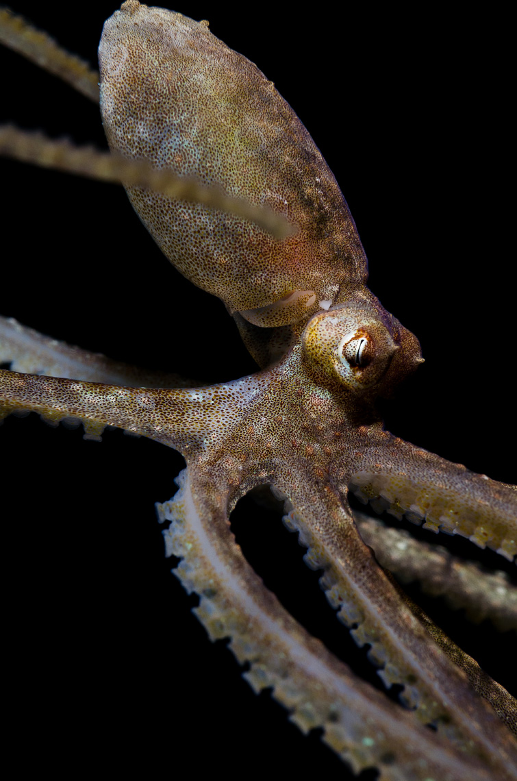 Anilao - coconut octopus