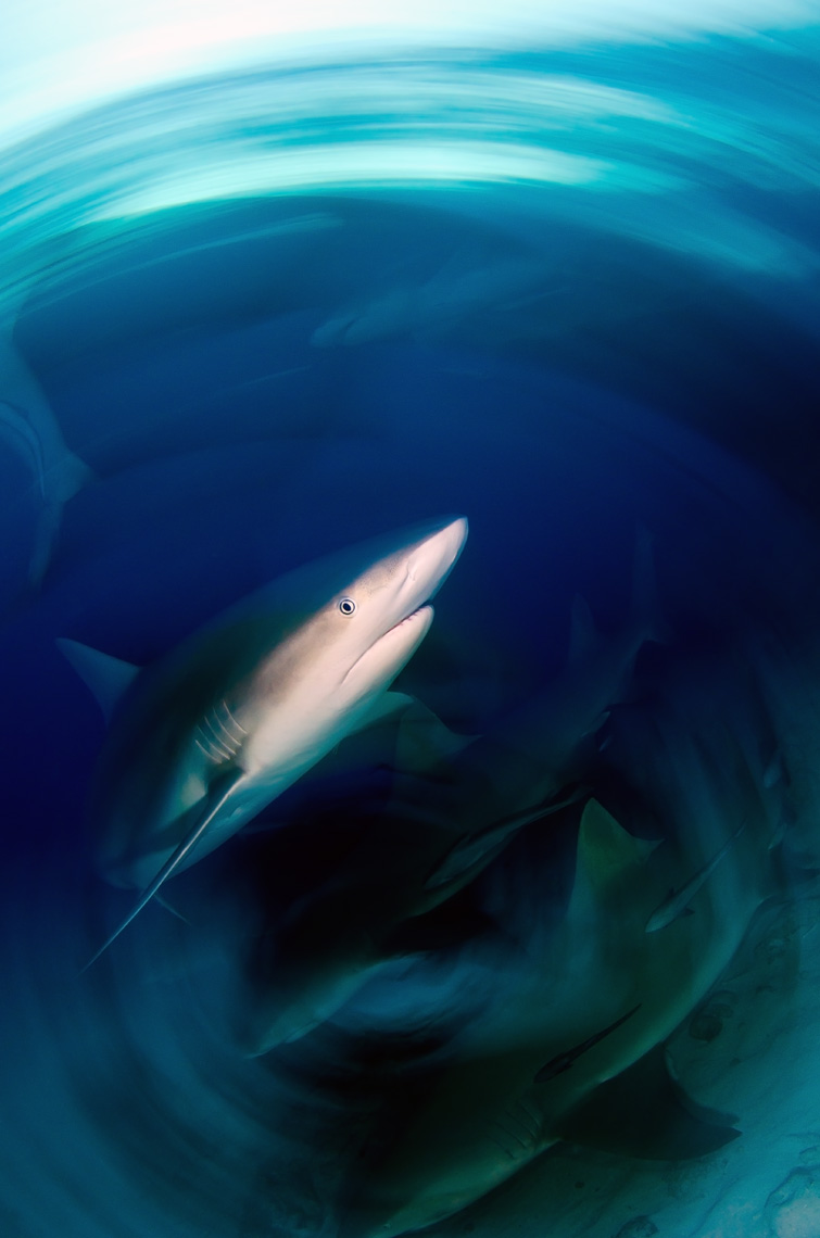 Tiger beach - caribbean reef shark