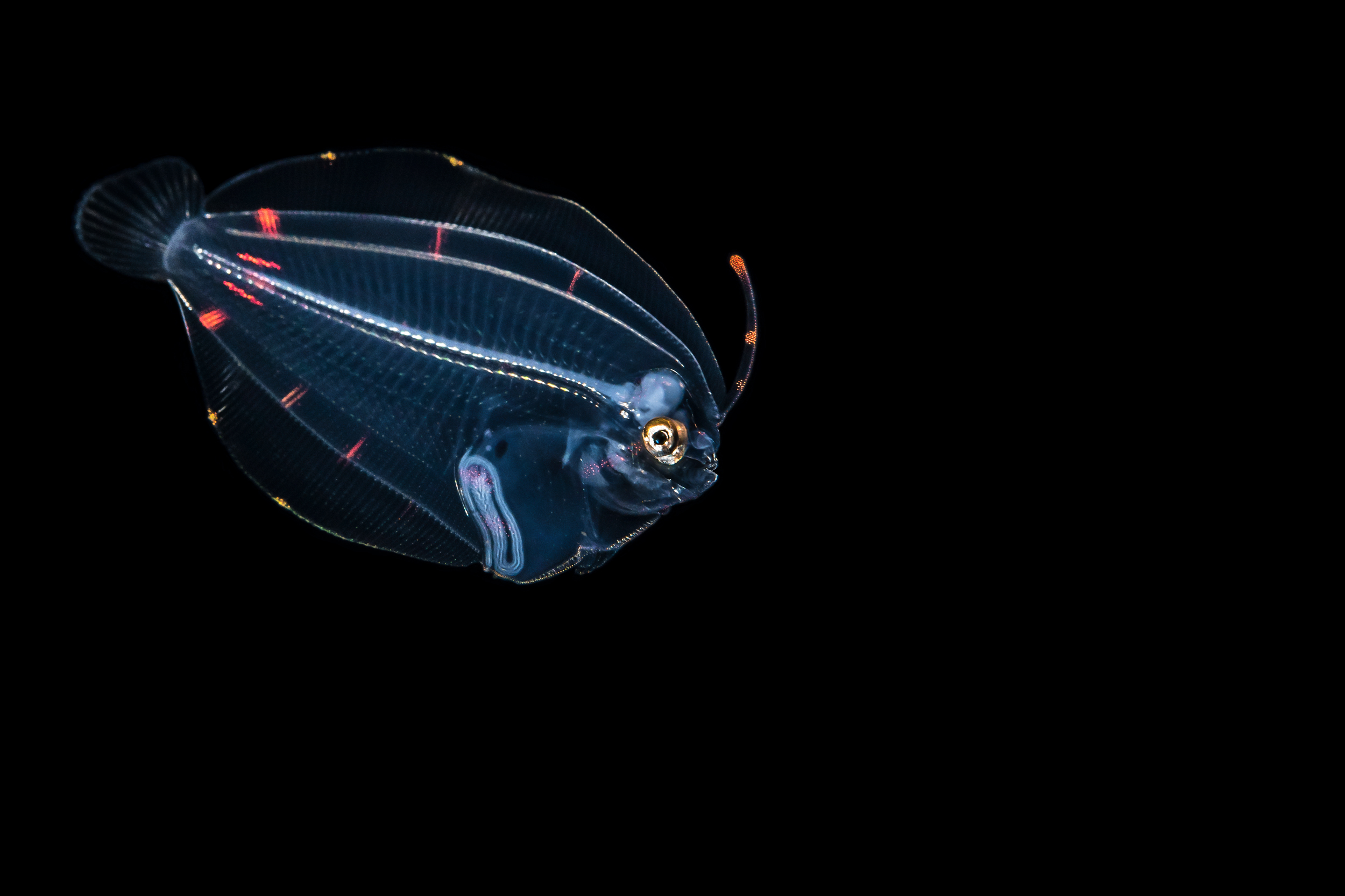 Kona blackwater - larval flounder