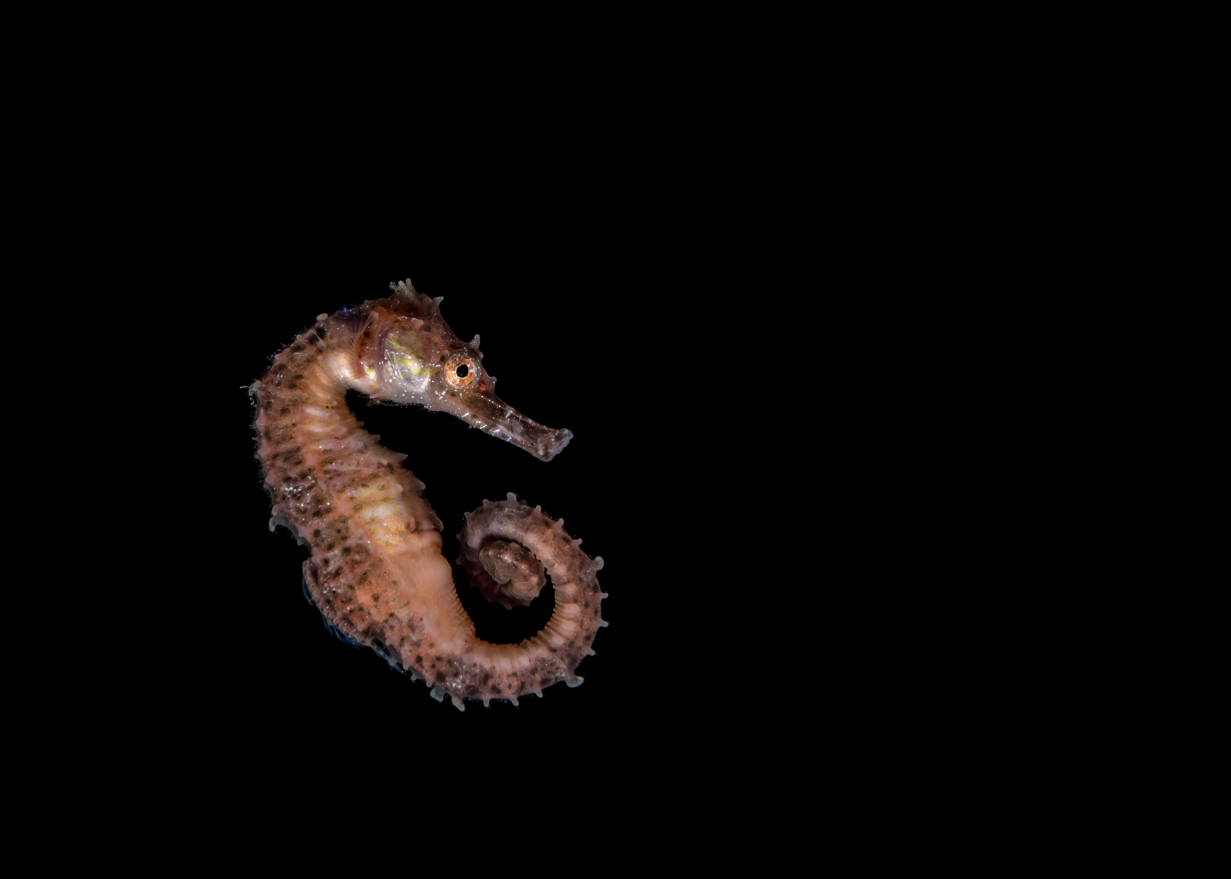 Kona blackwater - pelagic seahorse