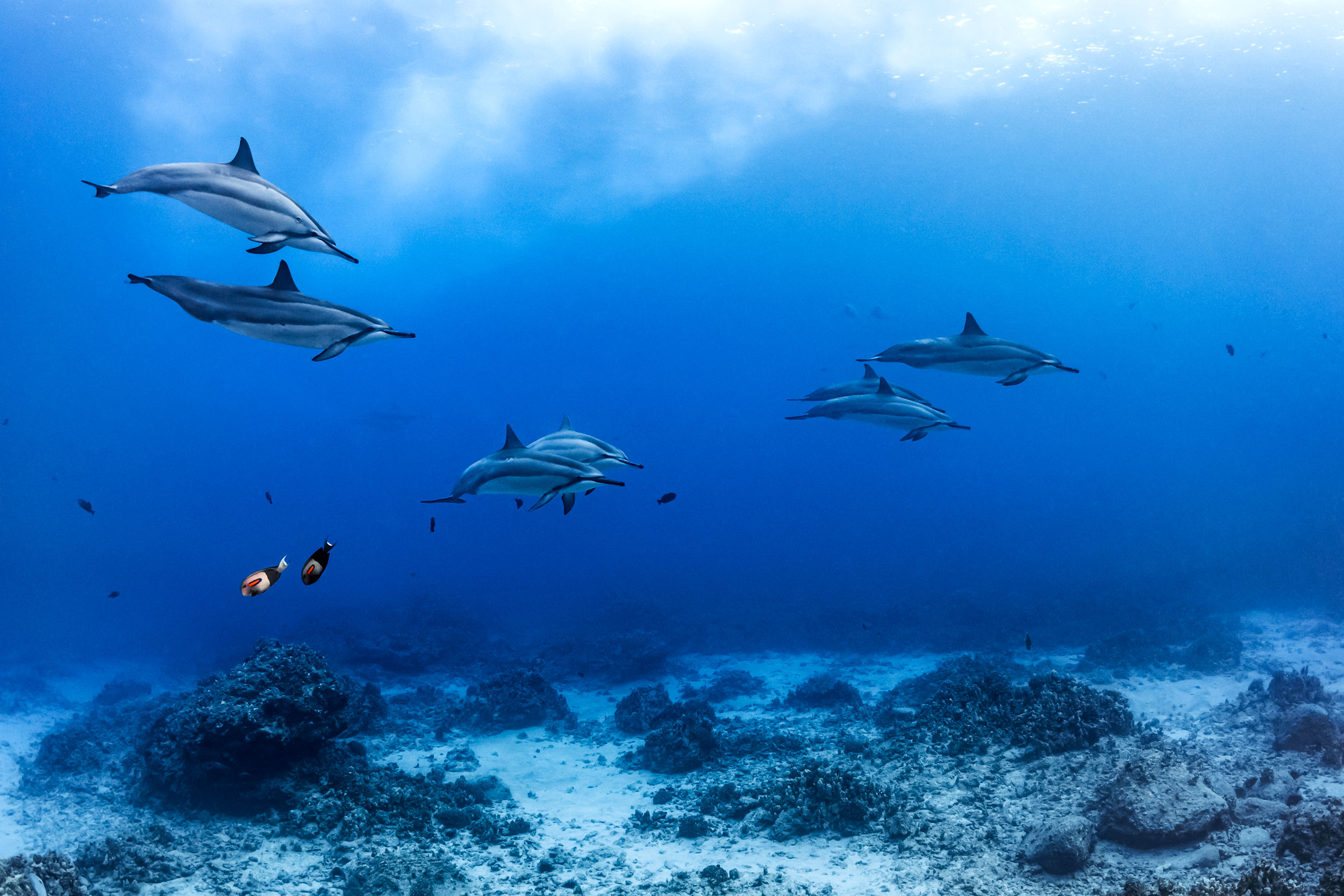 Kona - spinner dolphins with orangespot surgeonfish 
